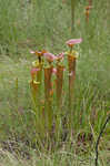 Yellow pitcherplant